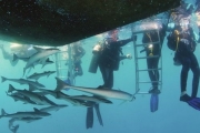 “海底霹雳舞”  感受不一样的斐济海底潜水