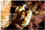 神奇海底世界 菲律宾海兔萌态百现